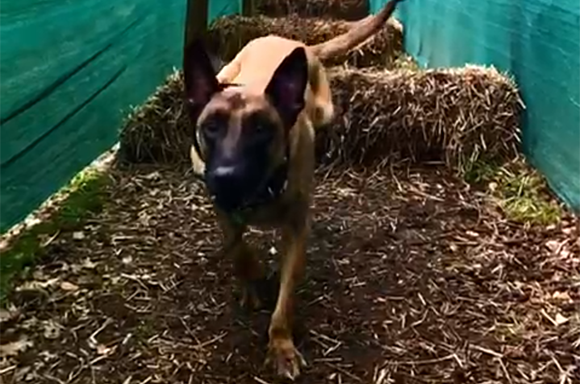 Video thumbnail of a dog training