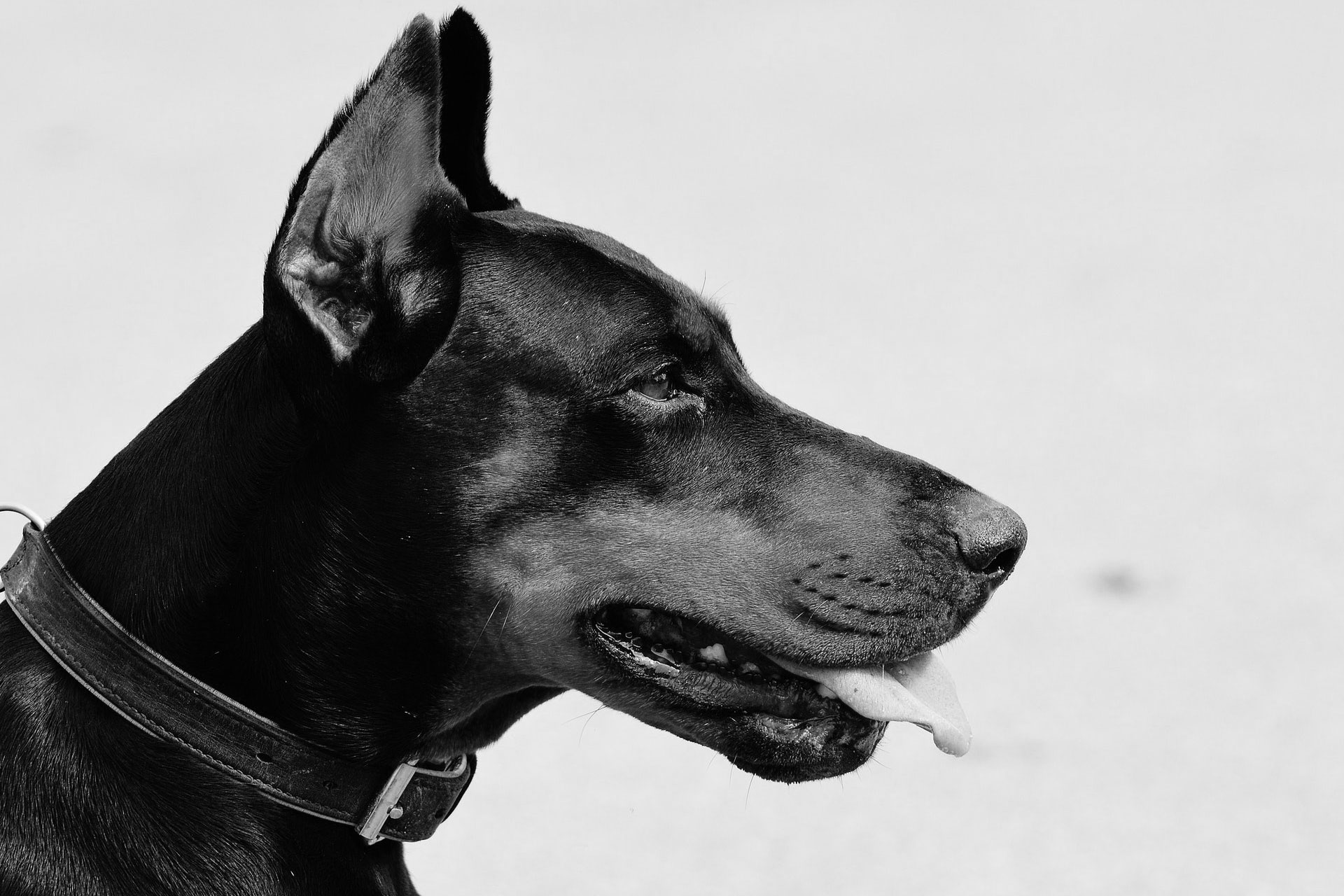 A Black and white photo of a dog